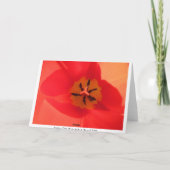 Binnen een Tulip Kaart (Achterkant)