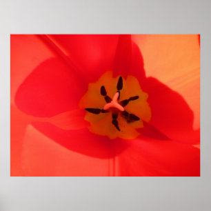 Binnen een Tulip Poster