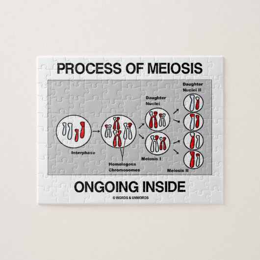 Binnen in behandeling zijnde proces van meiose legpuzzel (Horizontaal)