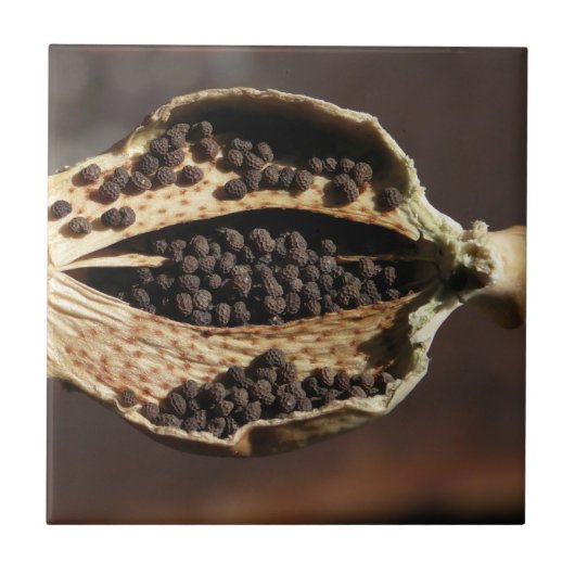 Binnen in een papaverbloem tegeltje (Voorkant)