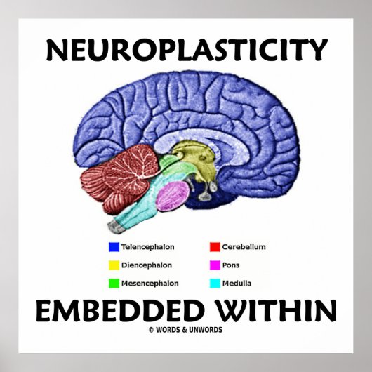 Binnen ingebed neuroplasticiteit (hersenanatomie) poster (Voorkant)