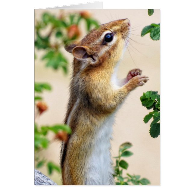 Binnen Reach - Chipmunk (Voorkant)