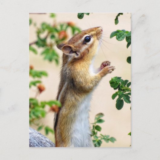 Binnen Reach - Chipmunk Briefkaart (Voorkant)