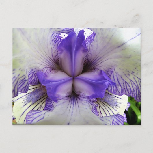 Binnen van een Iris Briefkaart (Voorkant)