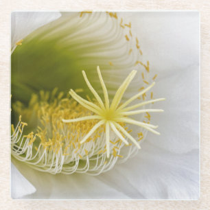 Binnen van een witte cactus in bloei glazen onderzetter