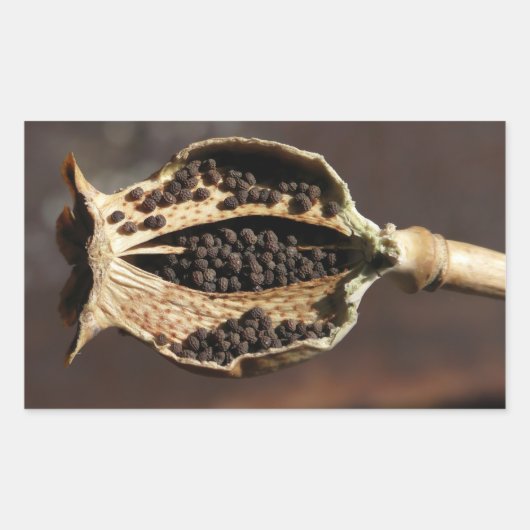 Binnenin een Poppy Flower Pod Rechthoekige Sticker (Voorkant)