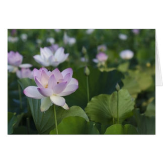 Binnenkomst voor aanlanding