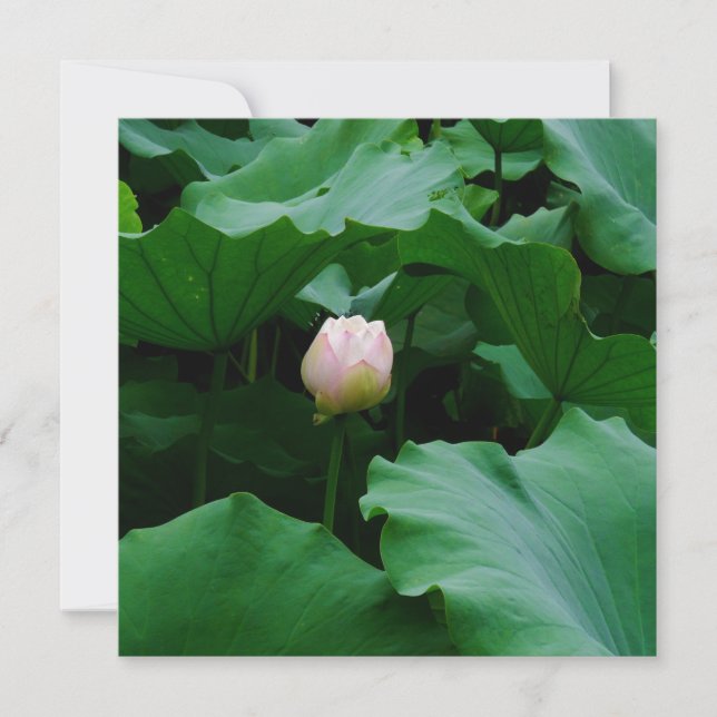 Binnenkort bloeien (Voorkant)