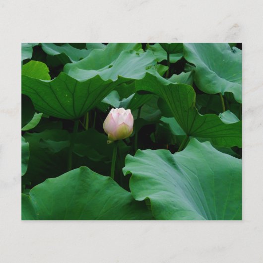 Binnenkort bloeien (Voorkant)