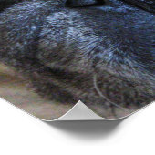 Binnenkort weer goed met ick Pug Dog Poster (Hoek)