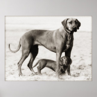 binnenlandse veiligheid poster