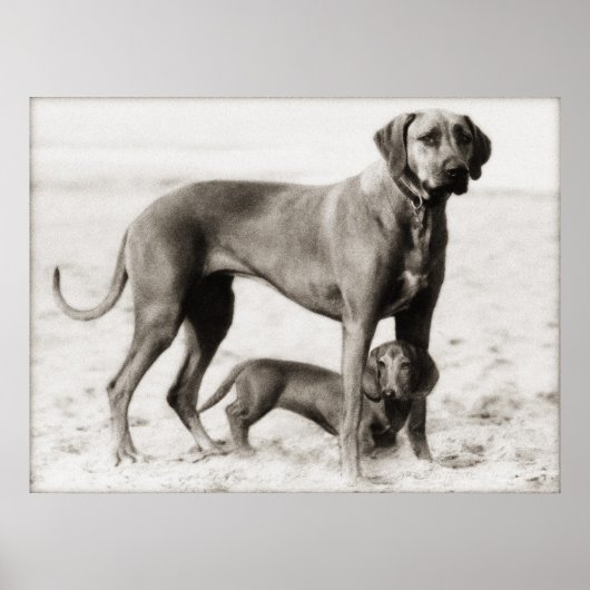 binnenlandse veiligheid poster (Voorkant)