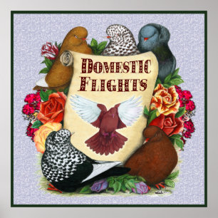 Binnenlandse vliegrol poster