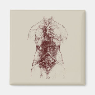 binnenlichaam magneet