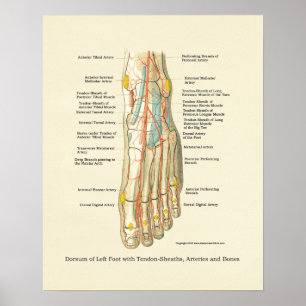 Binnenste anatomie-Poster voor voet en ankle Poster