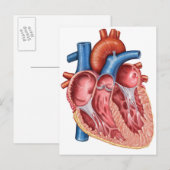 Binnenste van het menselijk hart briefkaart (Voorkant / Achterkant)