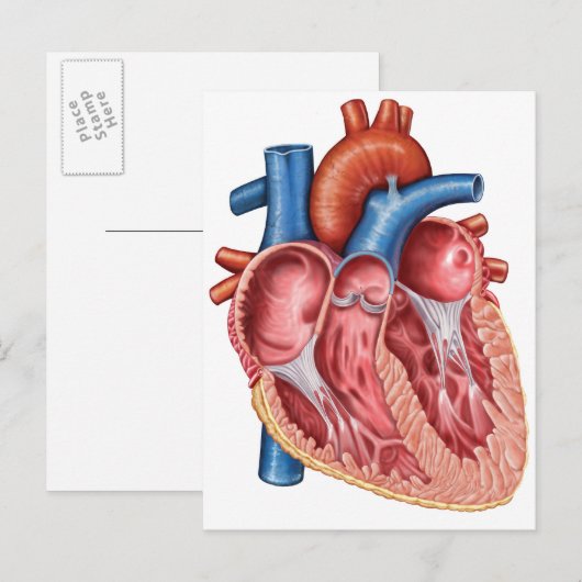 Binnenste van het menselijk hart briefkaart (Voorkant / Achterkant)