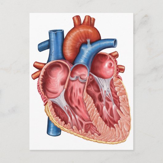 Binnenste van het menselijk hart briefkaart (Voorkant)