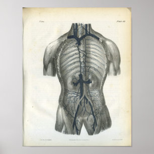 Binnenzijde van Abdomen Interne Anatomie Afdrukken Poster