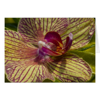 Binnenzijde van een Orchid