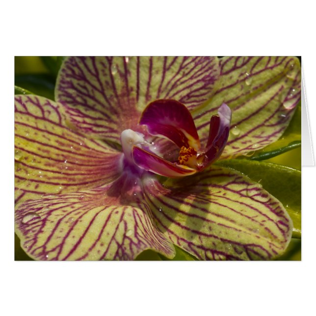 Binnenzijde van een Orchid (Voorkant Horizontaal)