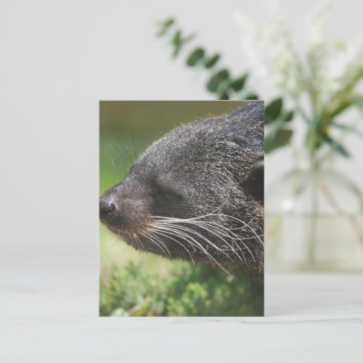 Binturong Beer Briefkaart (Staand voorkant)
