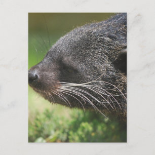 Binturong Beer Briefkaart