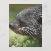Binturong Beer Briefkaart (Voorkant)
