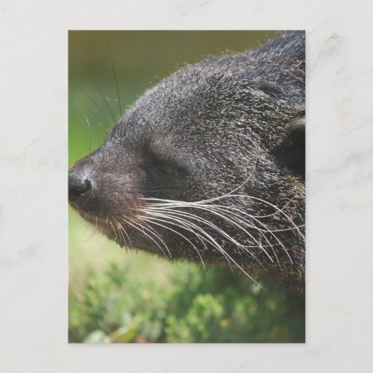 Binturong Beer Briefkaart (Voorkant)