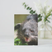 Binturong Briefkaart (Staand voorkant)