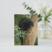 Binturong briefkaart (Staand voorkant)
