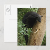 Binturong briefkaart (Voorkant / Achterkant)