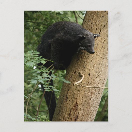 Binturong briefkaart (Voorkant)
