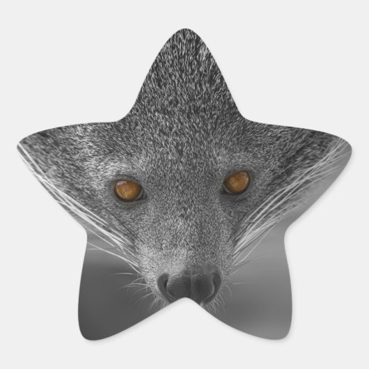Binturong die naar je kijkt ster sticker (Voorkant)