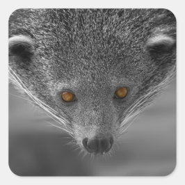 Binturong die naar je kijkt vierkante sticker