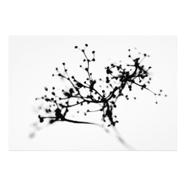 Biochemie van de winter foto afdruk