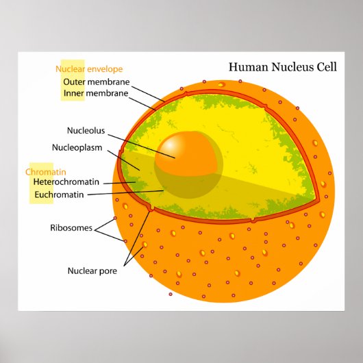 Biological Diagram of a Human Cell Nucleus Poster (Voorkant)