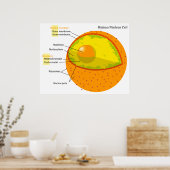 Biological Diagram of a Human Cell Nucleus Poster (Keuken)