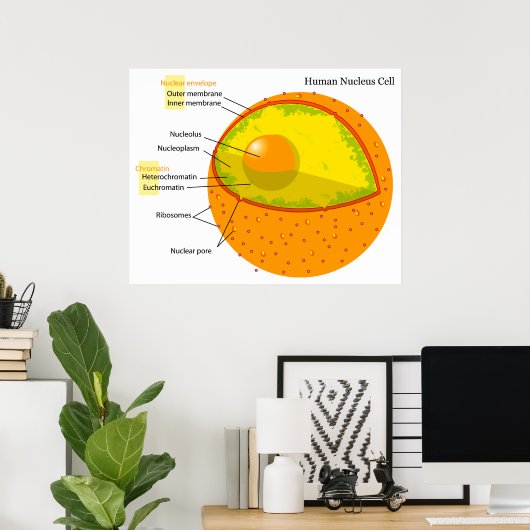 Biological Diagram of a Human Cell Nucleus Poster (Thuiskantoor)