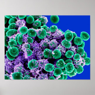 biologie abstract poster canvas