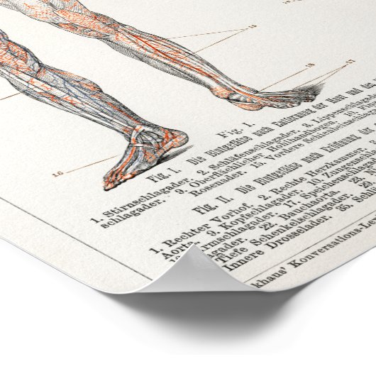  biologie Antiek Lithograaf Des Menschen Poster (Hoek)