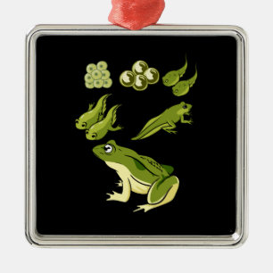 Biologie - Kikkercyclus Metalen Ornament