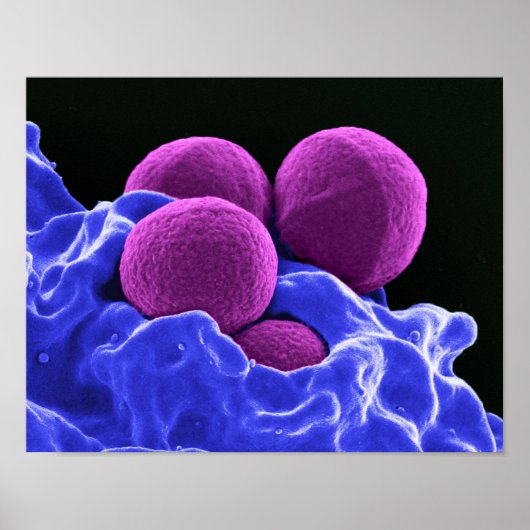 biologie microbiologie abstracte kunstbacterie poster (Voorkant)