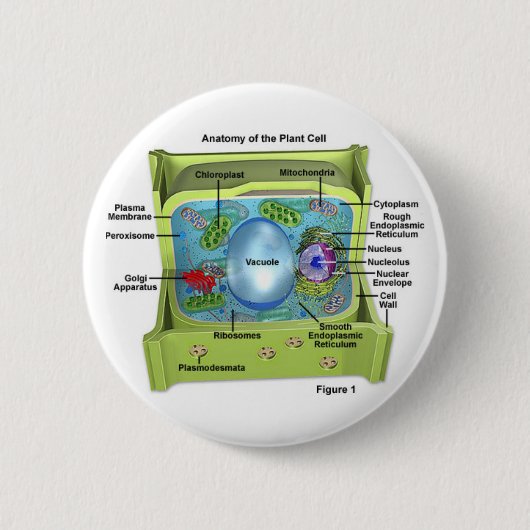 Biologie Ronde Button 5,7 Cm (Voorkant)
