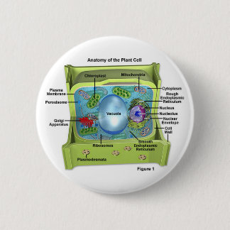 Biologie Ronde Button 5,7 Cm