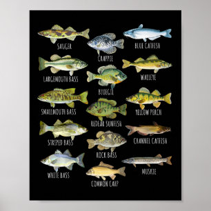 Biologie van vissoorten Typen zoetwatervis Vissen Poster