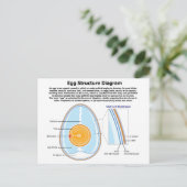 Biologisch diagram van de anatomie van een eieren briefkaart (Staand voorkant)