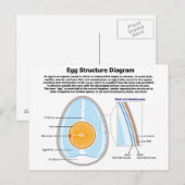 Biologisch diagram van de anatomie van een eieren briefkaart (Voorkant / Achterkant)
