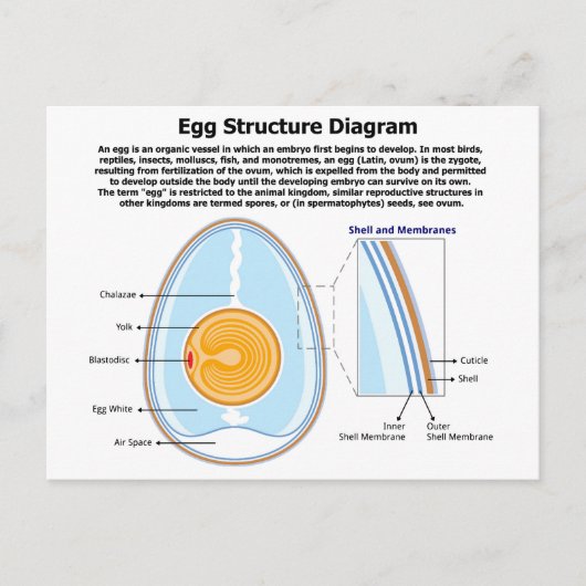 Biologisch diagram van de anatomie van een eieren briefkaart (Voorkant)