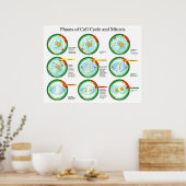 Biologische fasen van de celcyclus en de Mitose gr Poster (Keuken)